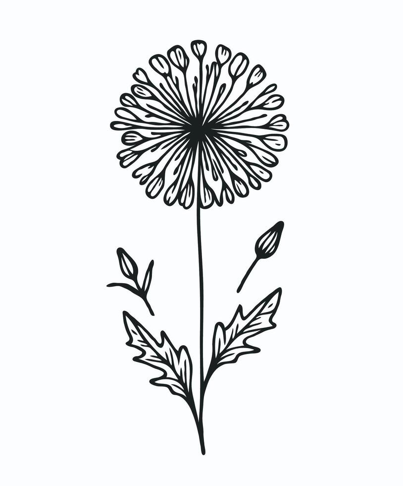 A black and white drawing of a dandelion vector