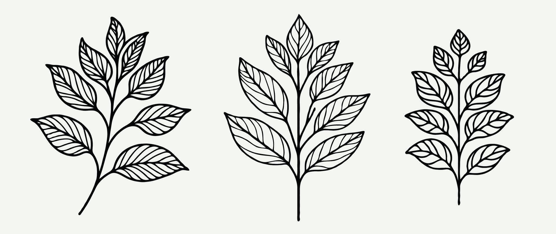 Three different types of leaves drawn in black and white, Illustration of a Plant vector