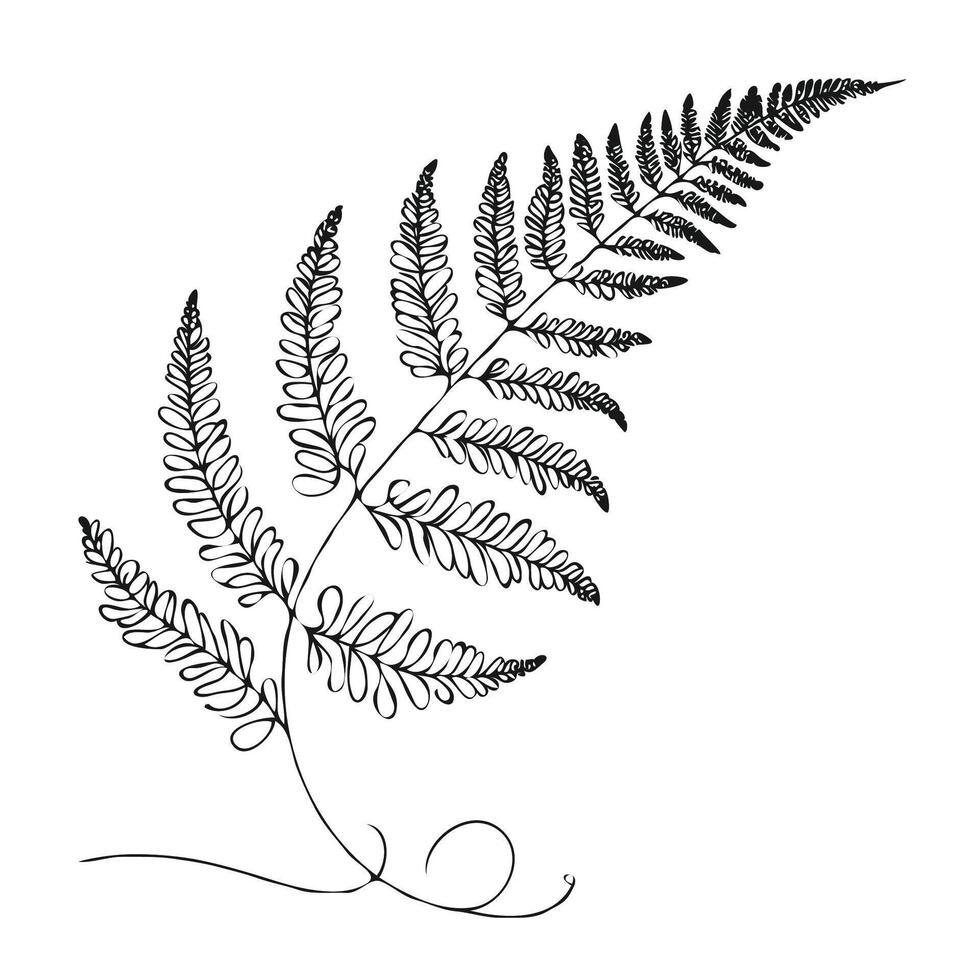 A black and white drawing of a fern leaf, Line Art Floral, Leaves vector