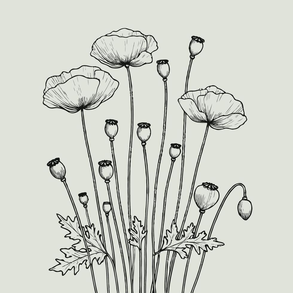 Poppy flowers in a sketch style vector