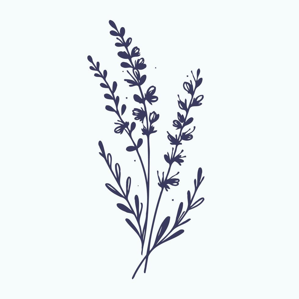 Lavender flowers on a white background vector