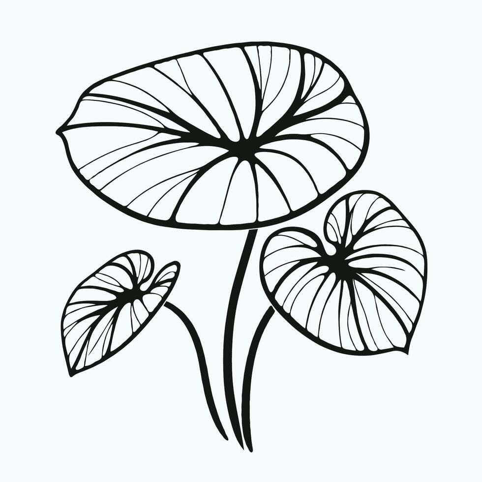 A black and white drawing of a lotus leaf vector