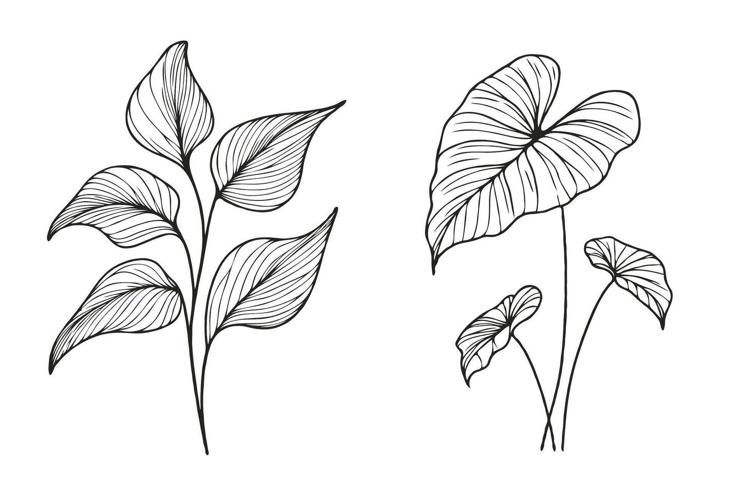 Two drawings of leaves, one with leaves and one without vector