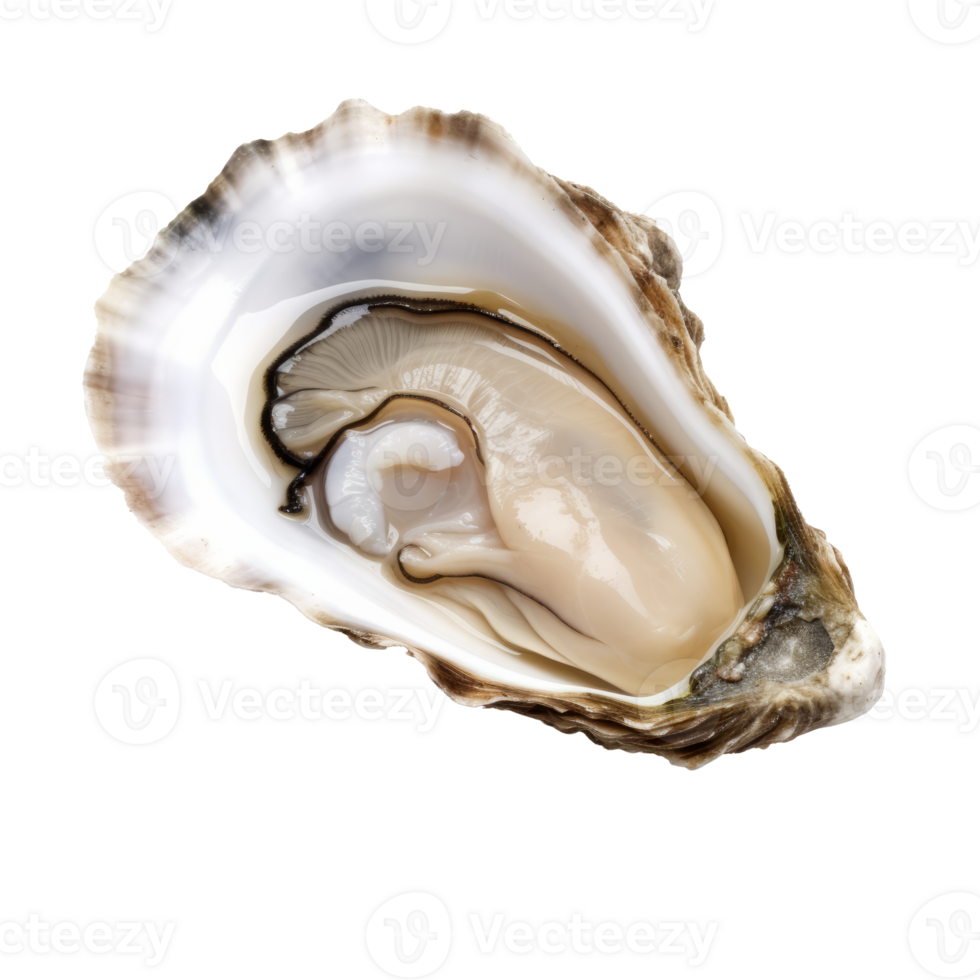 Close-up of a fresh oyster showcasing its natural shell and meat png