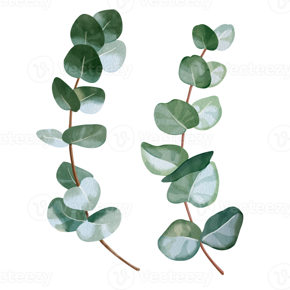 Hand-drawn watercolor illustration of elegant eucalyptus branch with lush, aromatic leaves. Perfect for wedding invitations, botanical prints, rustic or minimalist home decor, romantic greeting cards. png