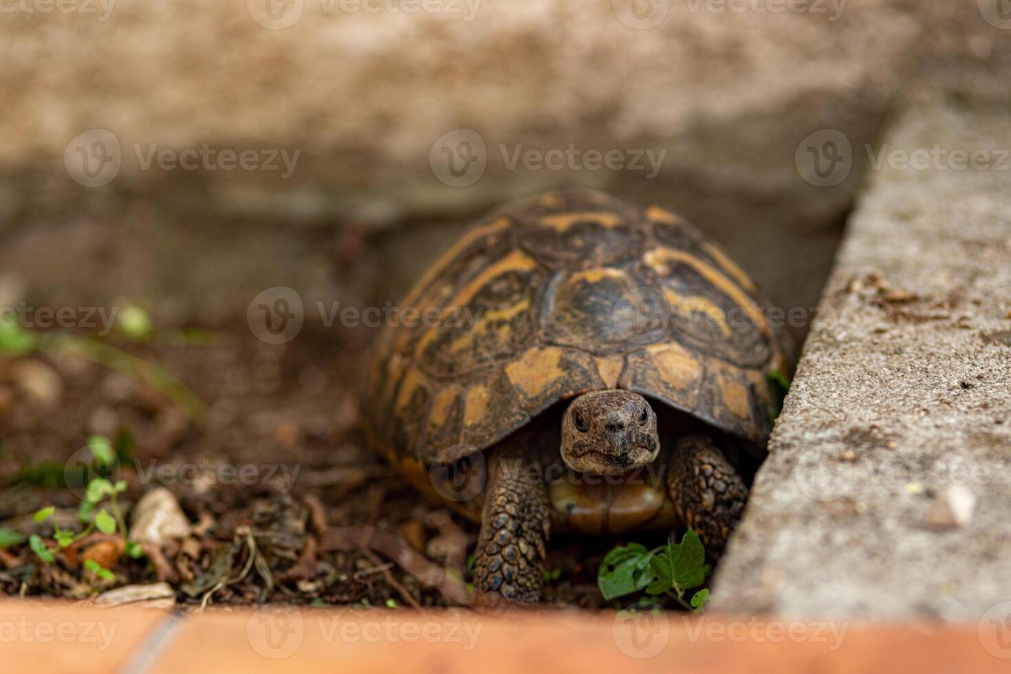 A tortoise is slowly moving in a garden environment, positioned close to a retaining wall with some green plants visible. The sun is shining, highlighting its intricate shell patterns and features. photo