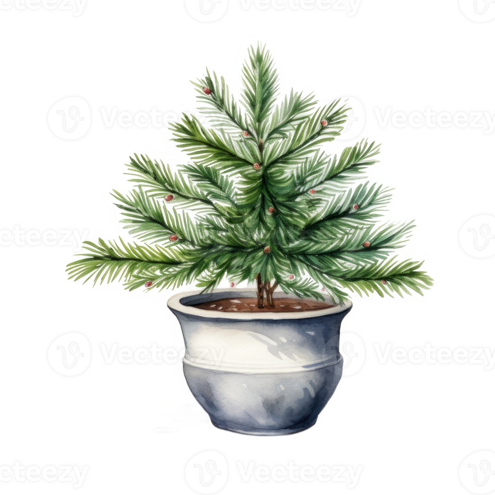Watercolor Painting of a Small Pine Tree in a Pot png