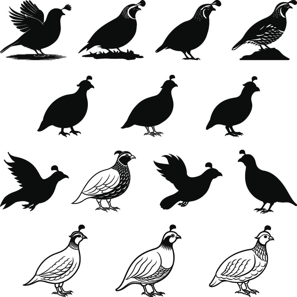 Quail Vectors illustration silhouette, Quail isolated on white background.