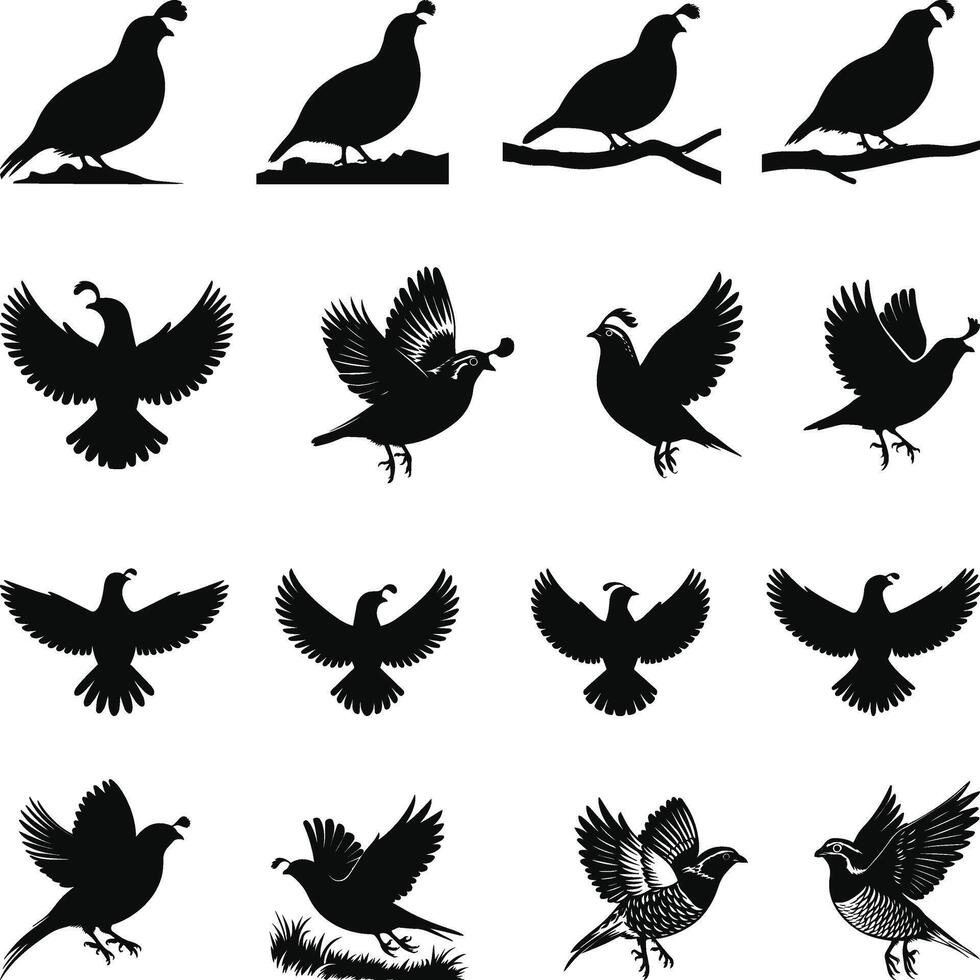 Quail silhouette, Quail Vectors illustration, Quail isolated on white background.