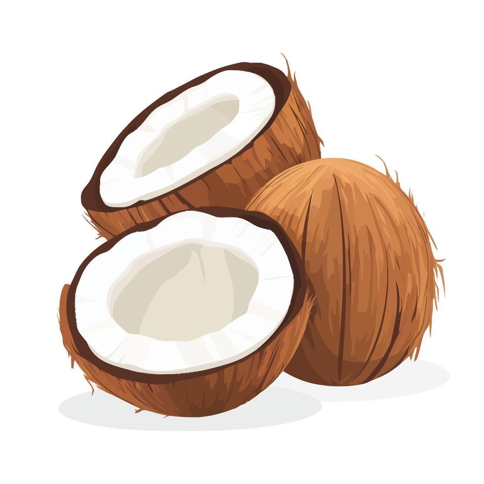 Freshly Opened Coconut on a White Backdrop vector