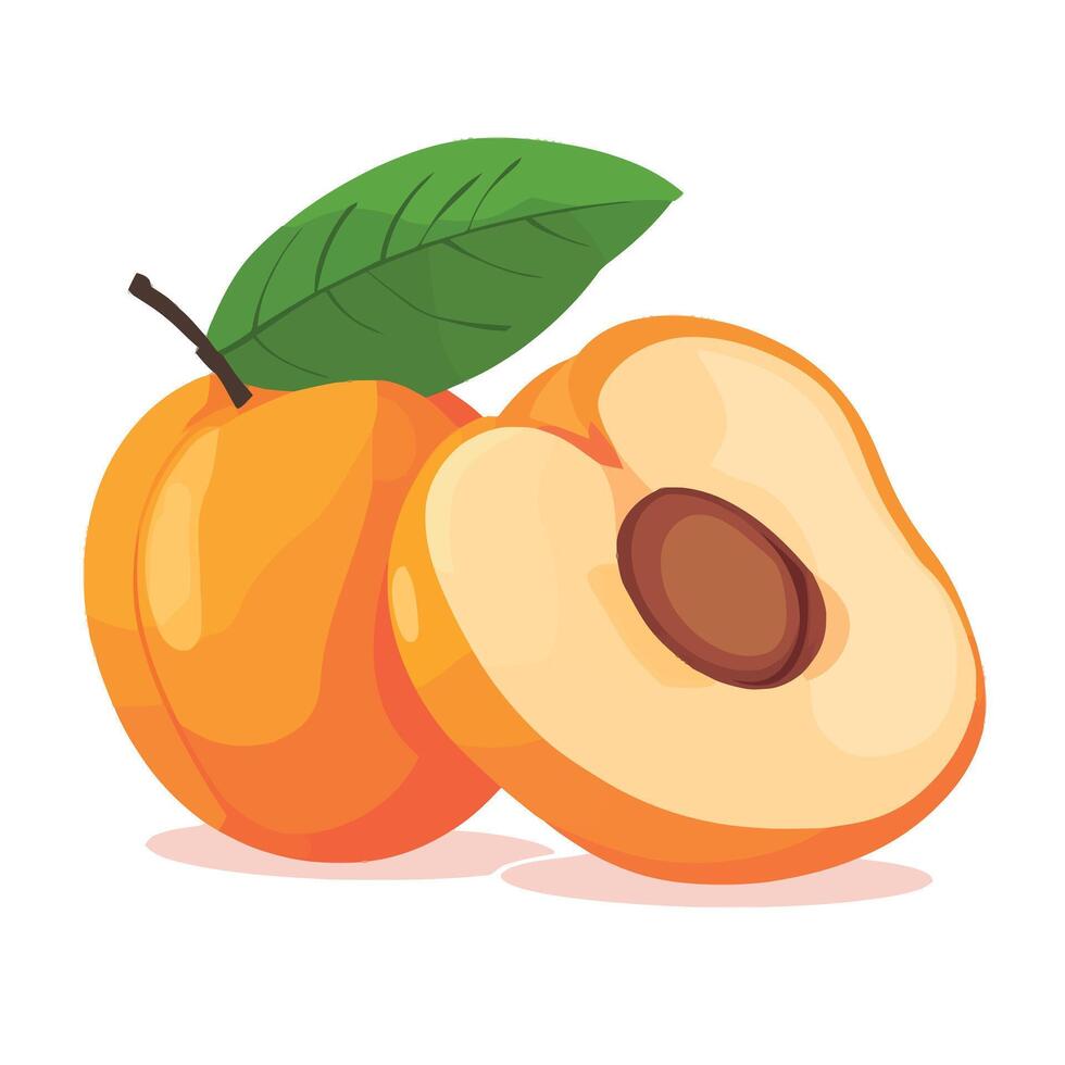 Bright and Ripe Peach Halves on White vector