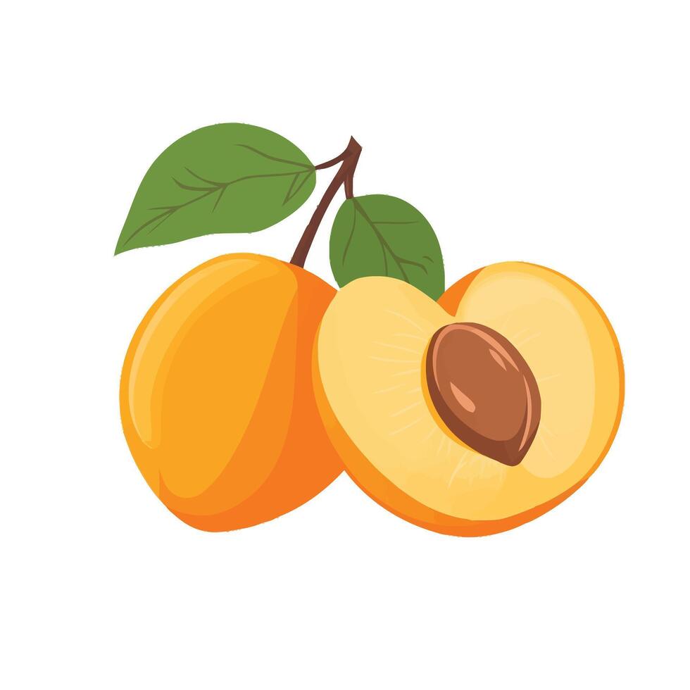 Colorful Peach Split to Reveal Juicy Center vector