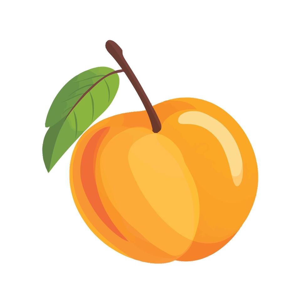Freshly Cut Peach Halves Showing Bright Flesh vector
