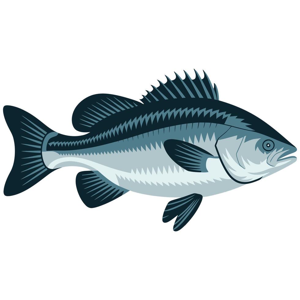 Bass fish illustration isolated on white background vector