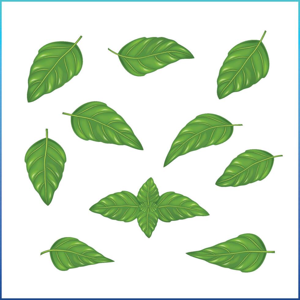 Basil Leafes realistic ornament vector