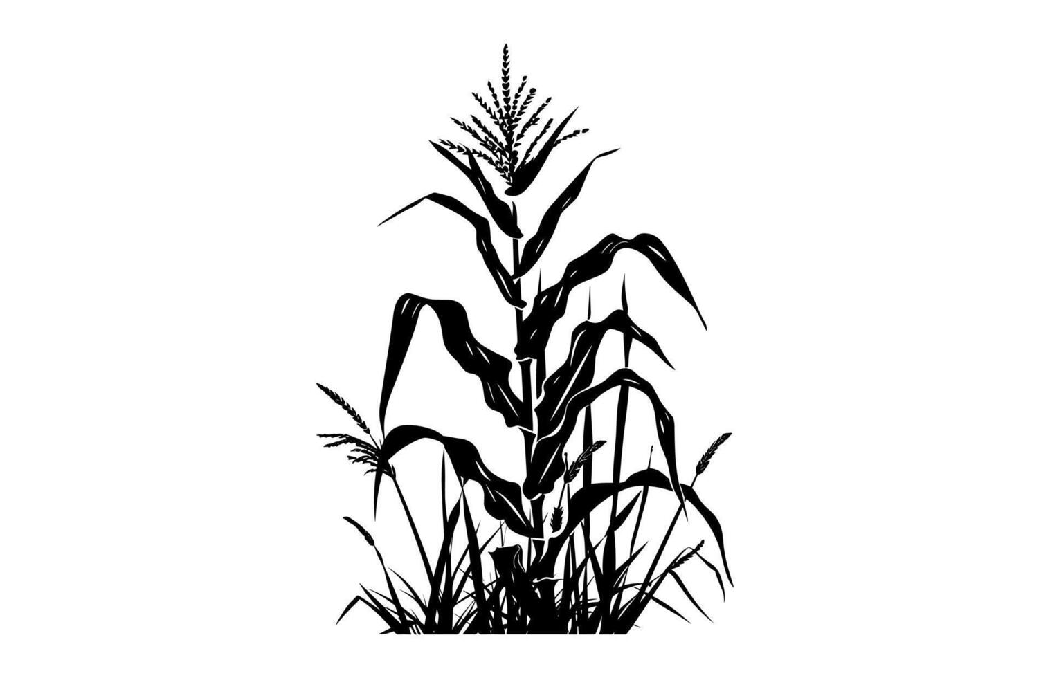Corn Crops Black Clipart isolated on a white background vector
