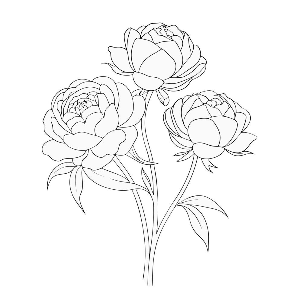 Hand drawn Peony flower outline coloring book page line art for children vector