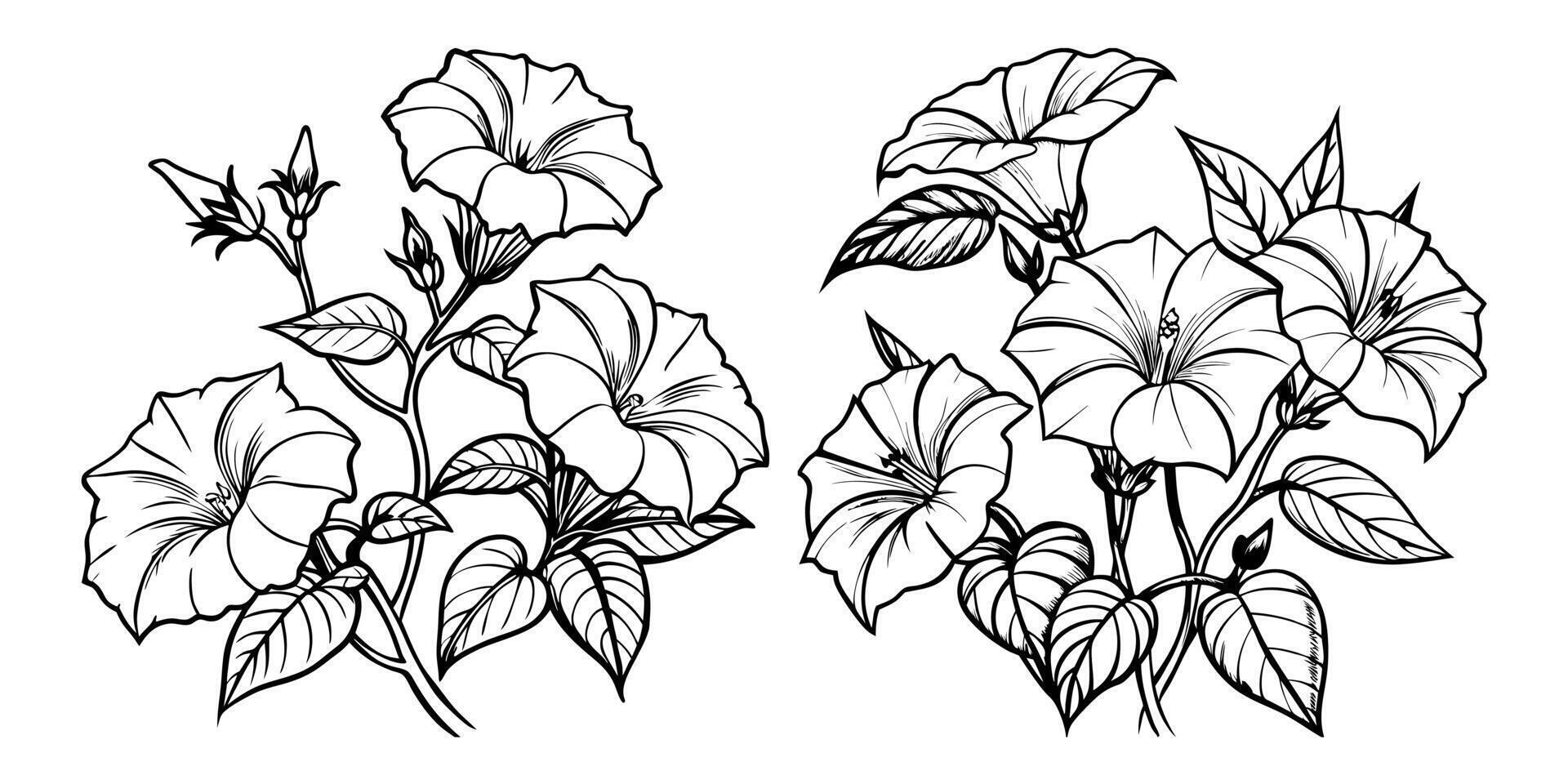 Morning Glory flower outline coloring book page line art drawing illustration for children and adults vector