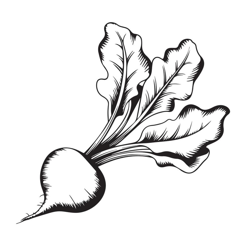 Symmetrical Beetroot Icon vector