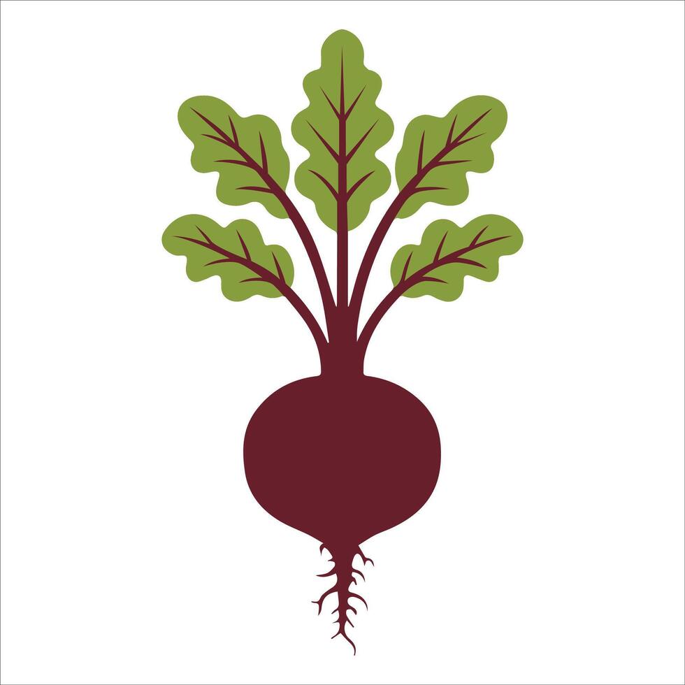 Fresh Beetroot Icon Set vector