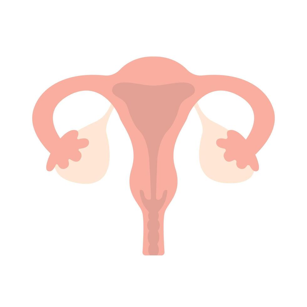 Female reproductive system flta icon. Anatomical structure of woman vector
