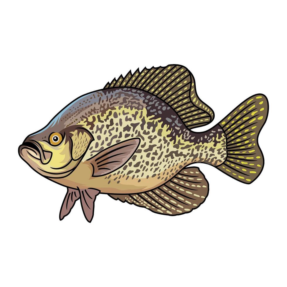 crappie fish fishing illustration logo vector