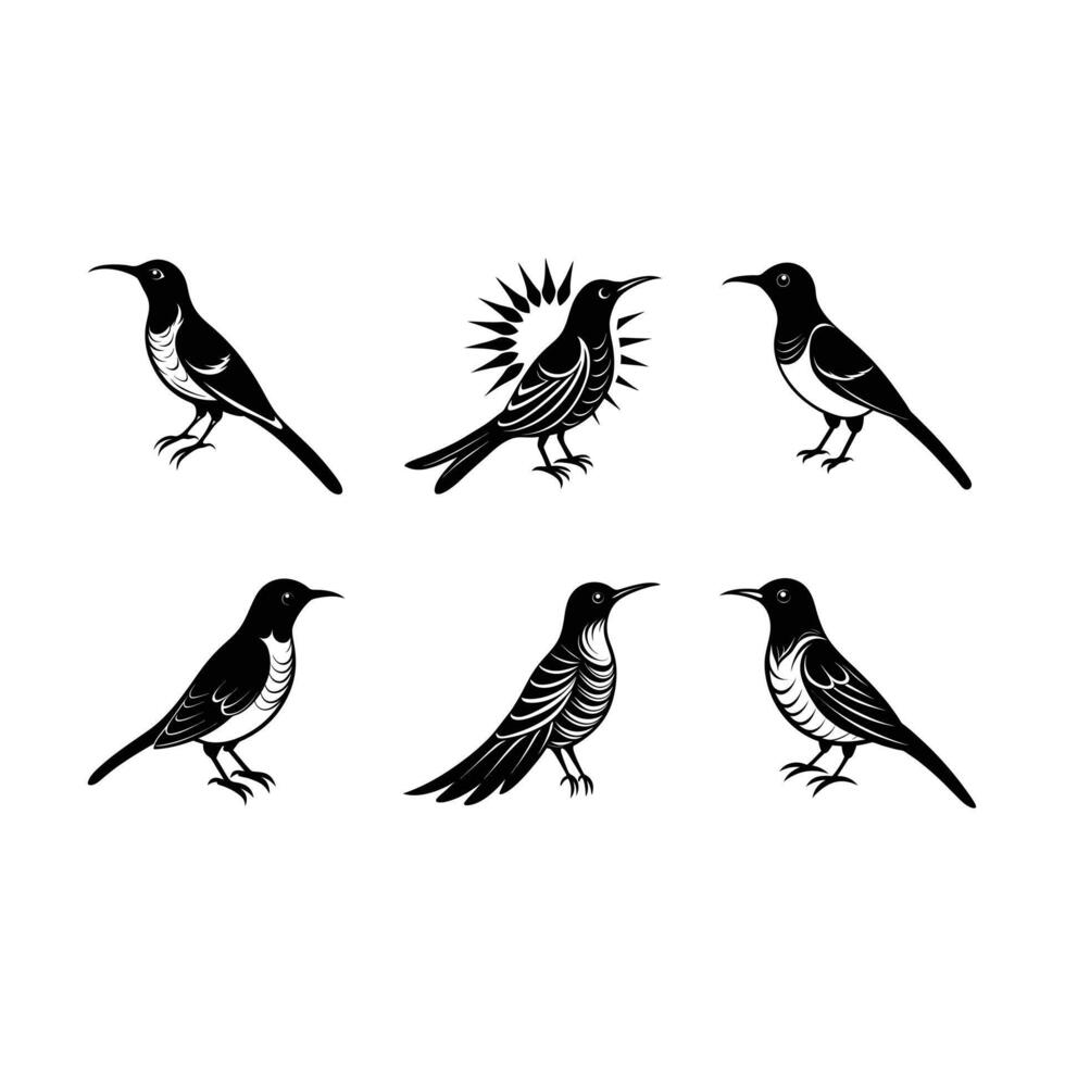 Download Stunning Sunbird Graphics for Creative Projects vector