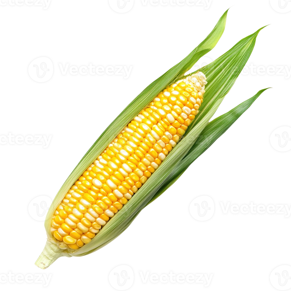 Fresh Ear of Corn with Green Husks png