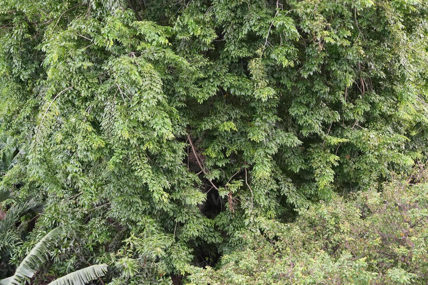 Top down flat aerial view of dark lush forest with green trees canopies in summer, nature wallpaper greens photo