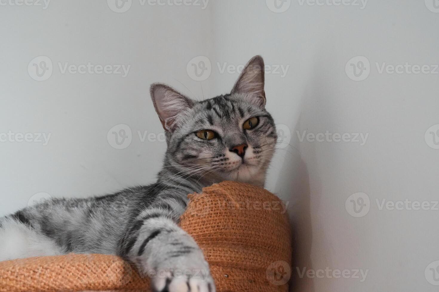 Lazy tabby grey cat sleeping on its bed. gray fat domestic cat relaxing photo