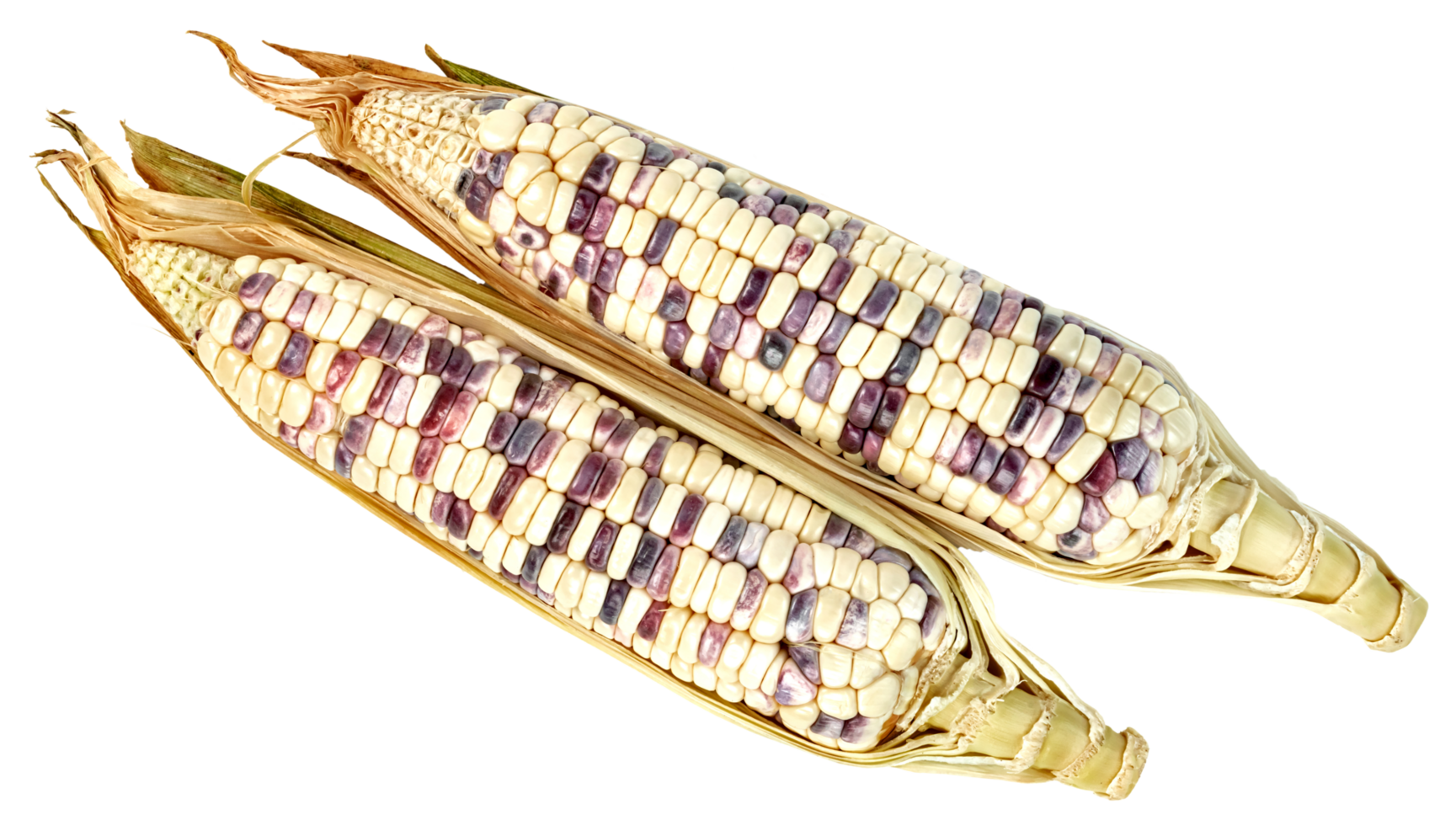 waxy corn isolated png