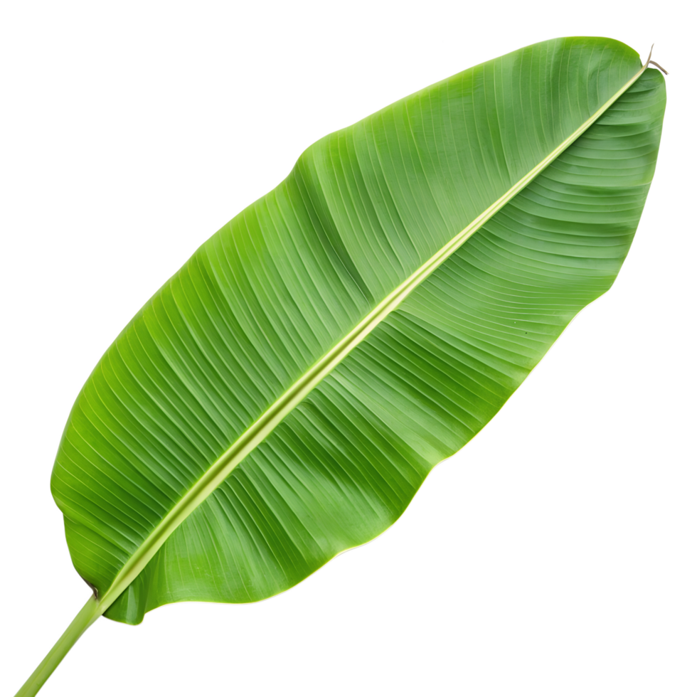 The green banana leaves the shape png