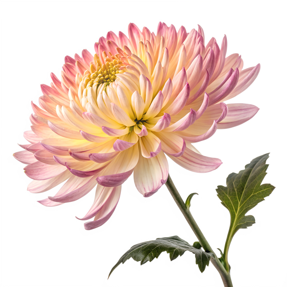Chrysanthemum flower isolated png