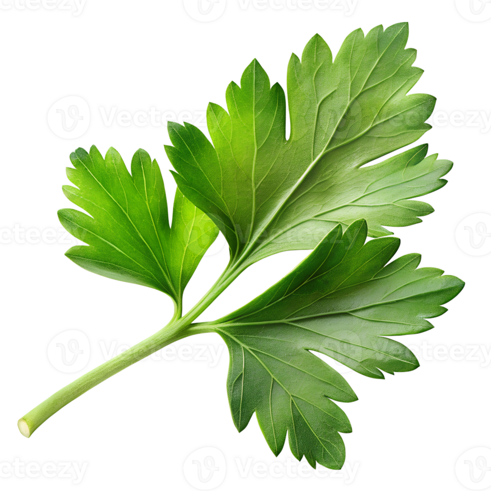 fresh green leaf png