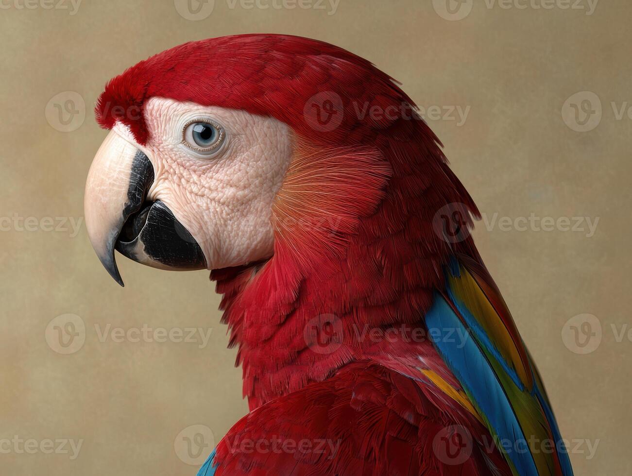 Close up profile of a scarlet macaw photo