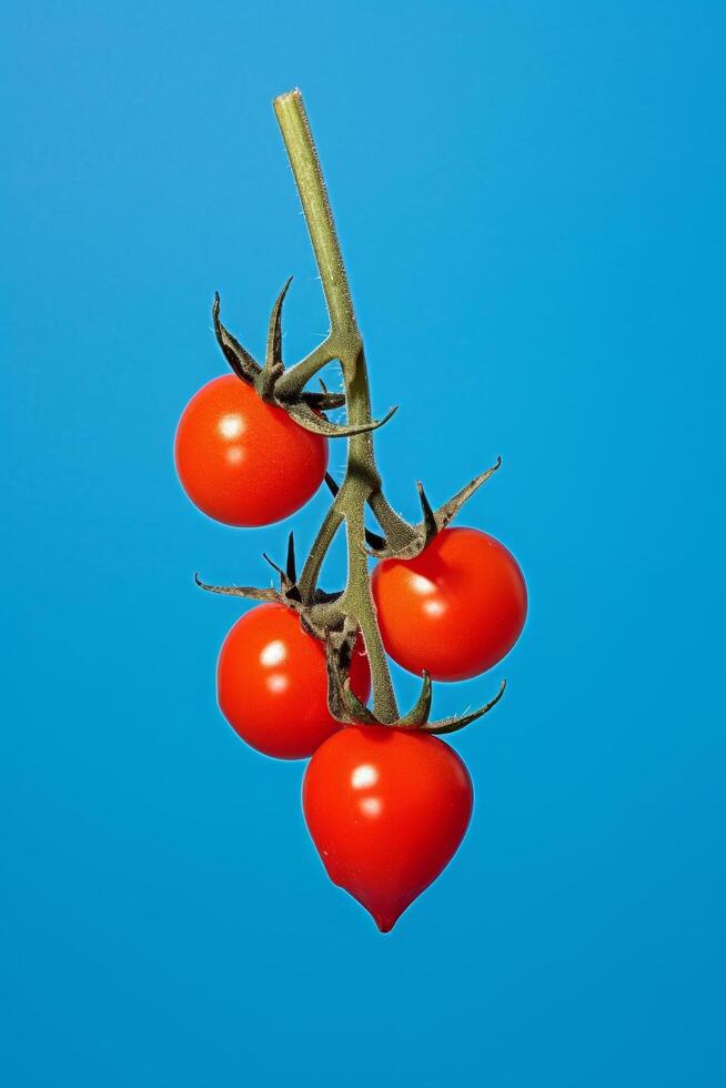 Ripe red tomatoes on the vine against a vibrant blue background photo