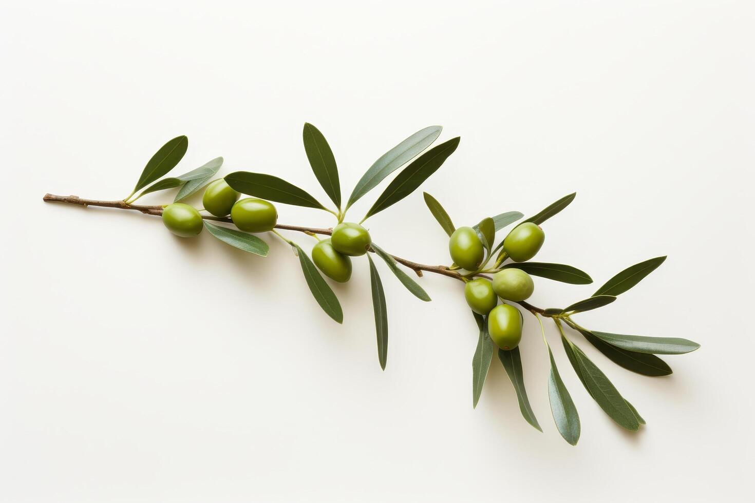 fresh green olives on branch photo