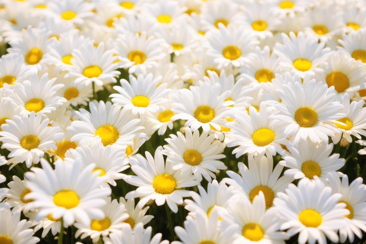 field of white daisies photo