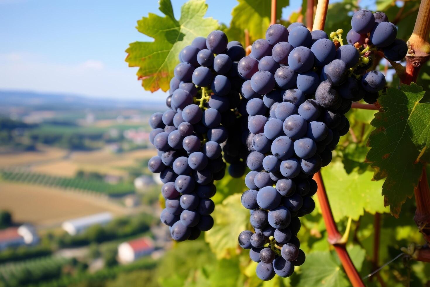 Ripe purple grapes on the vine with scenic countryside view photo