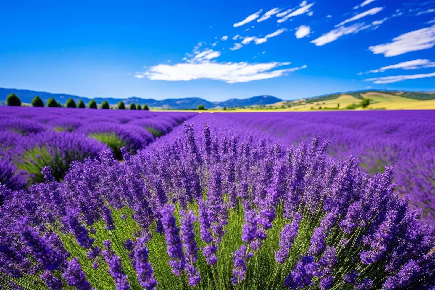 Stunning lavender field under blue sky photo