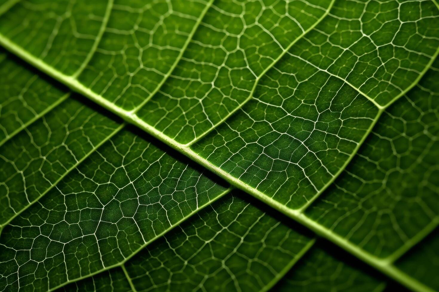 close up of a green leaf texture photo