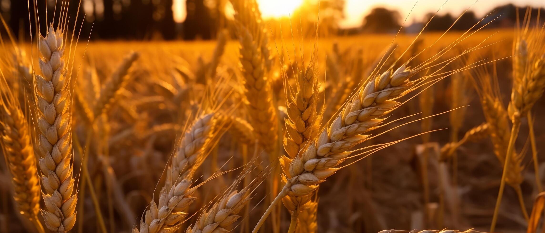 golden wheat field at sunset photo