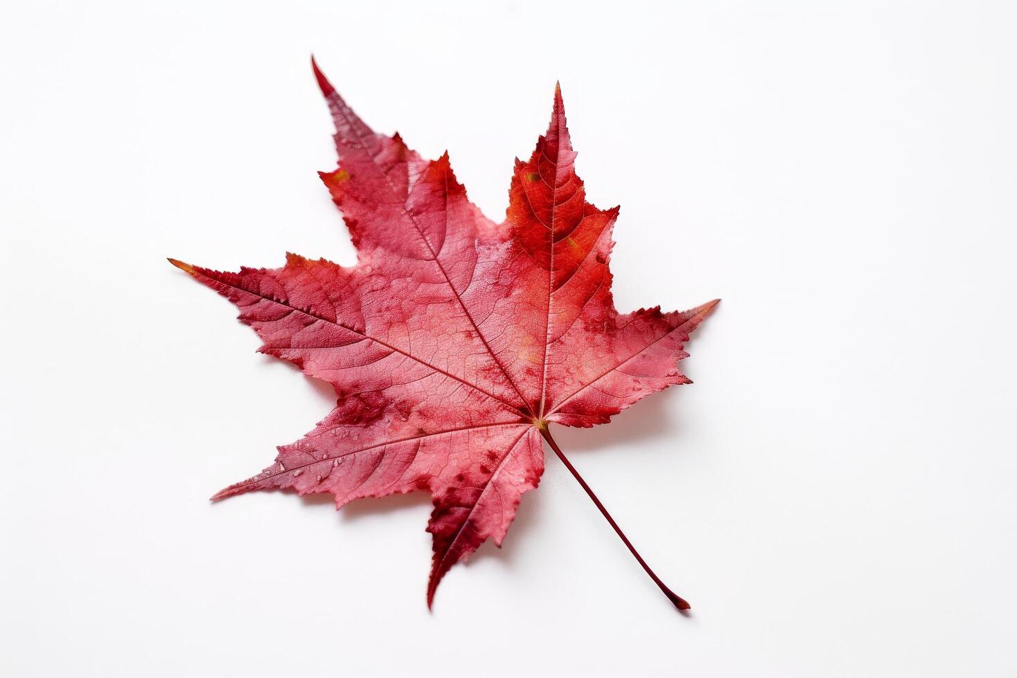 Vibrant red maple leaf photo