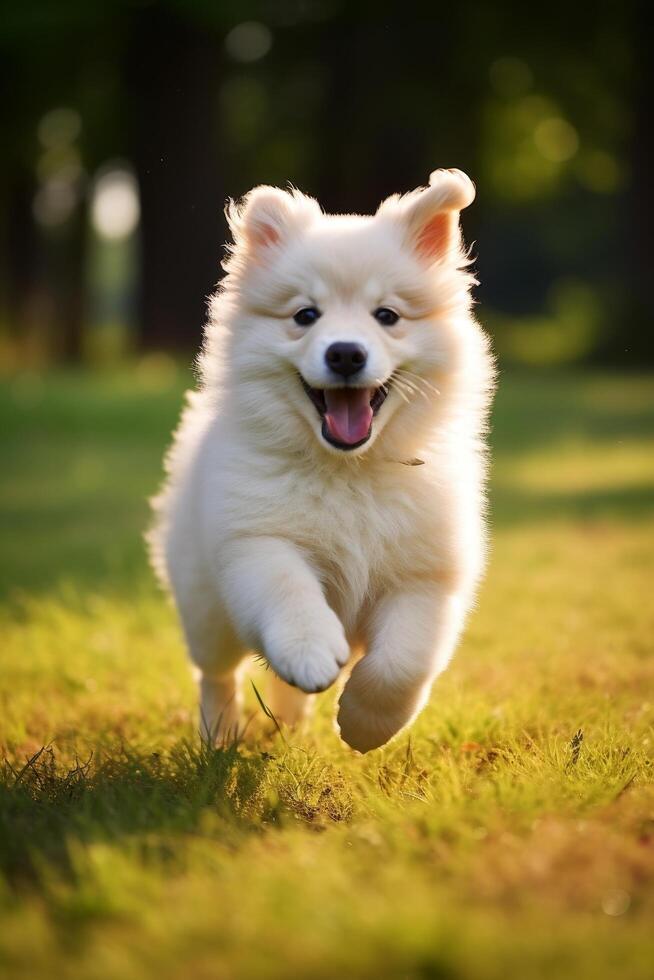 Playful Pomeranian Puppy Running in the Grass photo