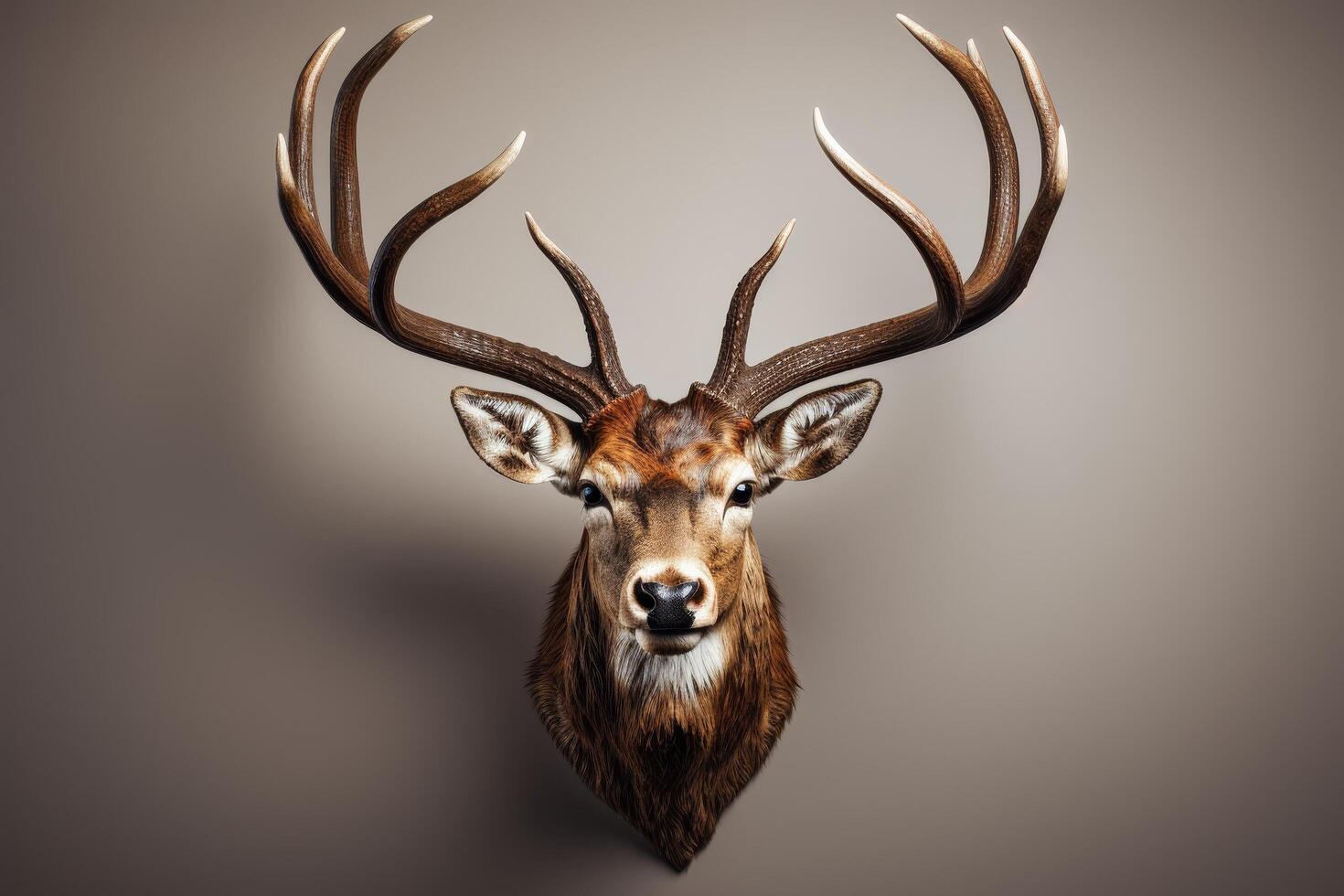 Majestic deer head with large antlers photo