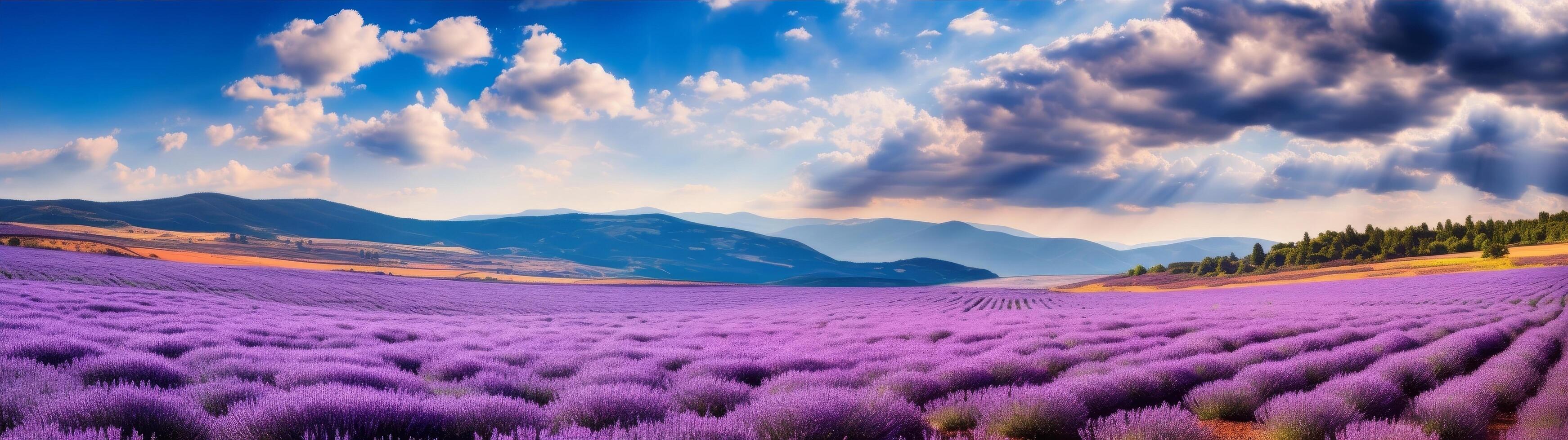 Stunning lavender field landscape under dramatic sky photo