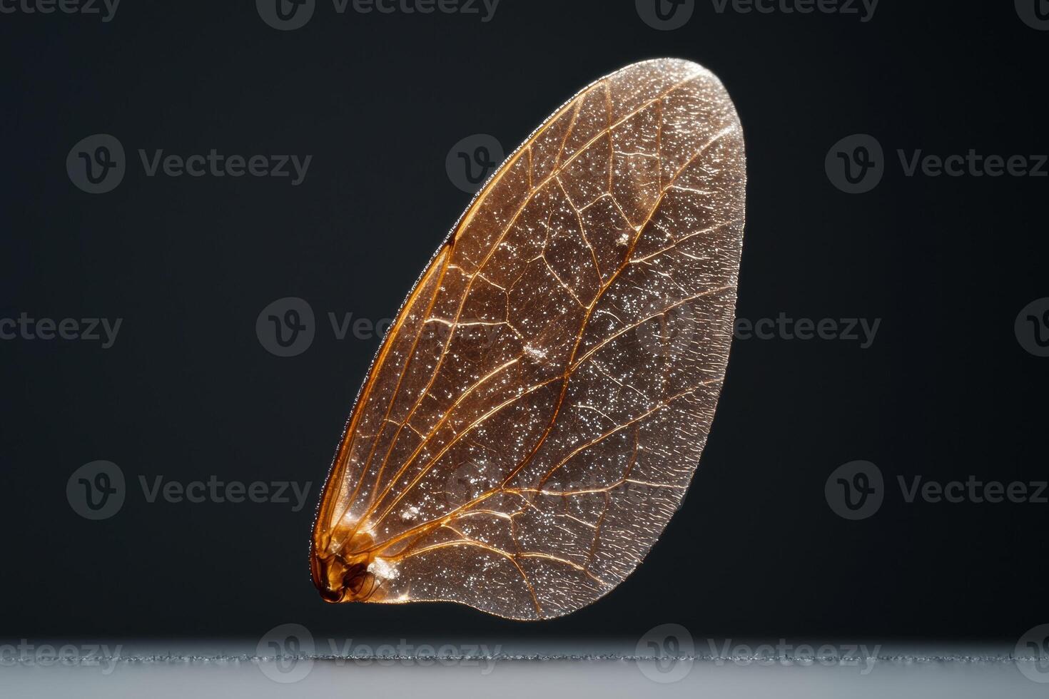 Close up of a single insect wing, showcasing intricate vein structure and translucent texture photo