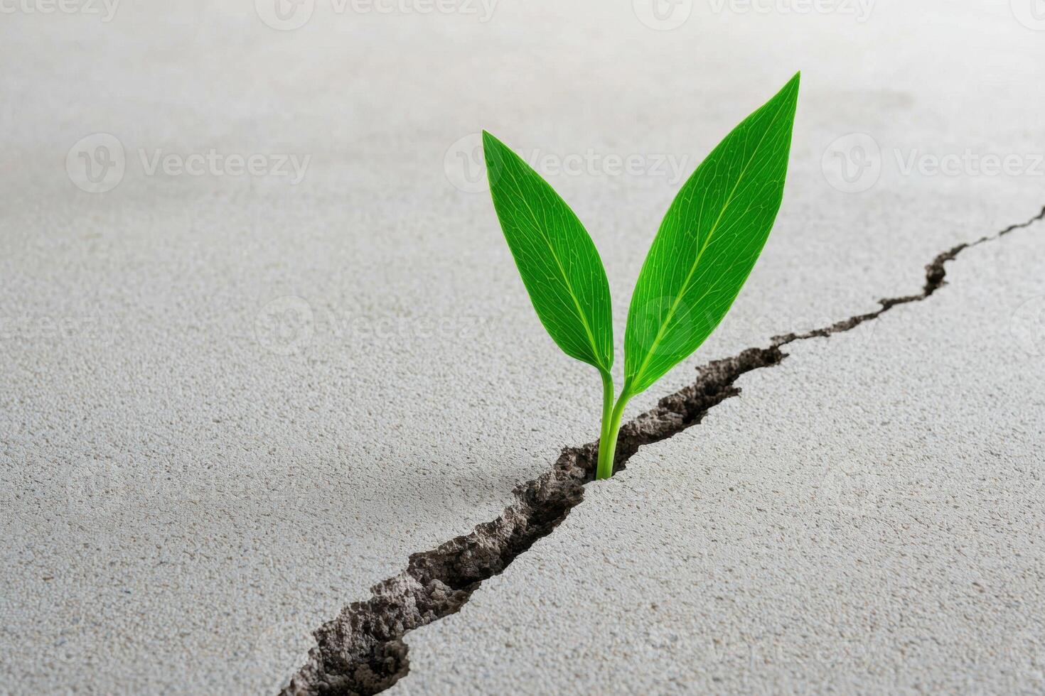 Resilience. A small plant sprout breaks through a cracked concrete surface photo