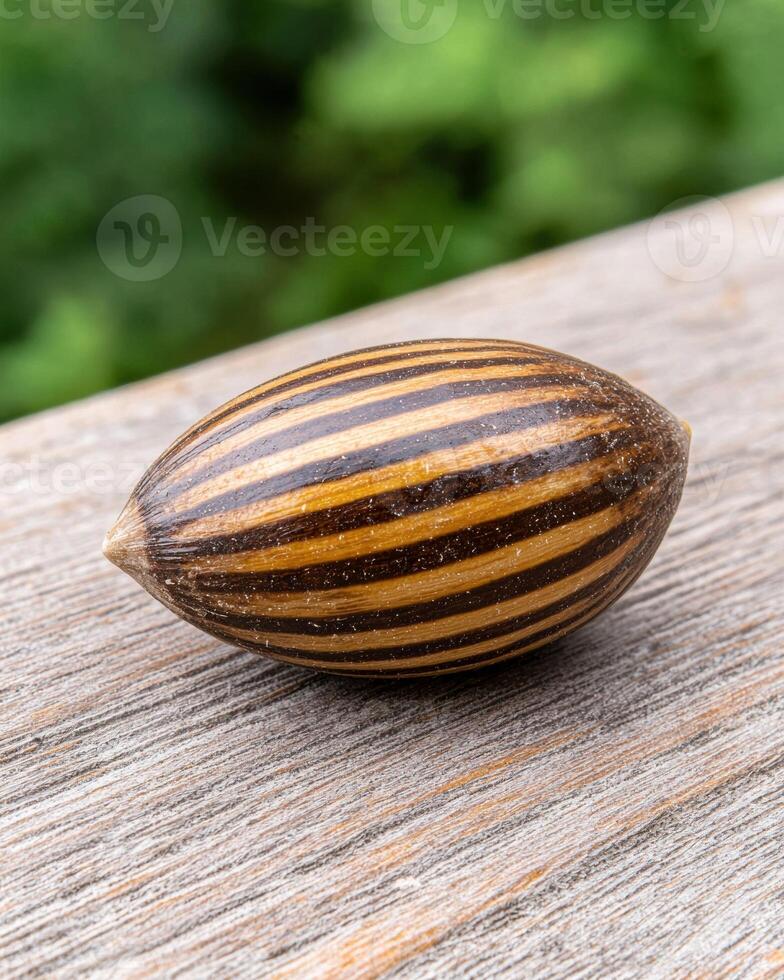 Close up of a striped snail shell on a wooden surface photo