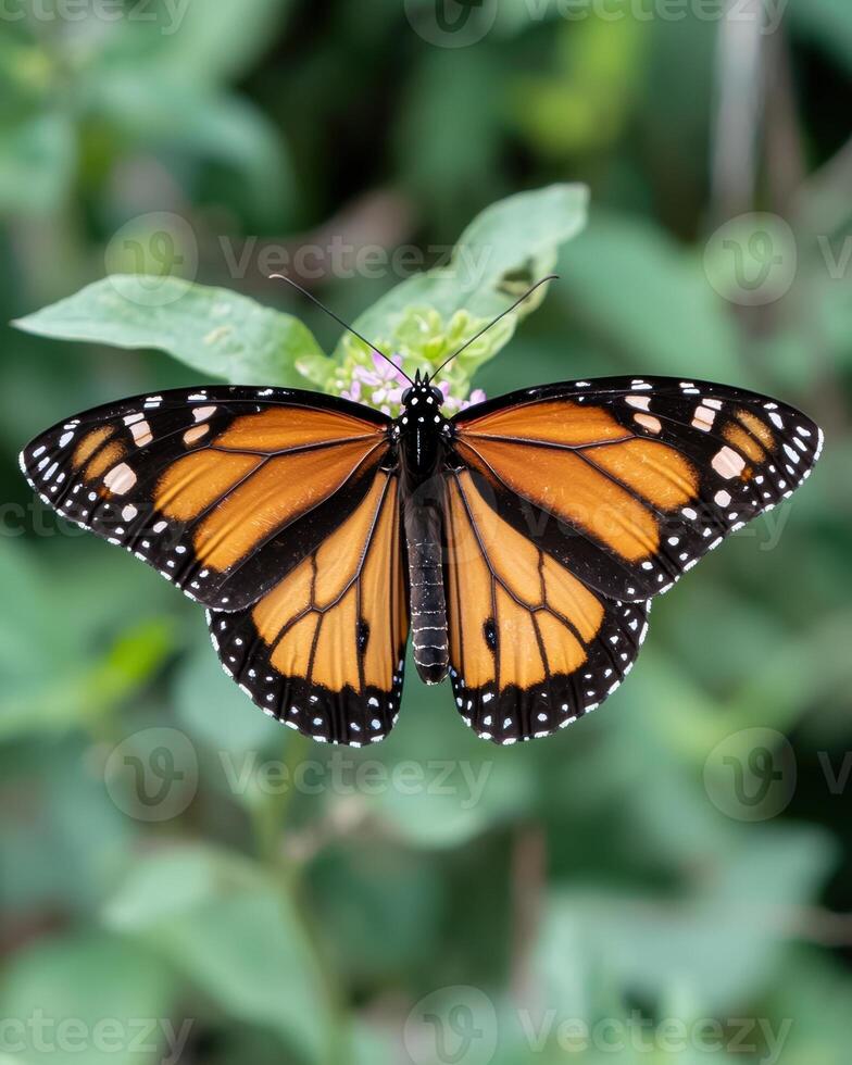 Closeup of a monarch butterfly on a flower photo